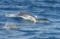 madeira dolphins, madeira dolp